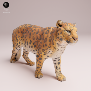 amur-leopard-walking-male-4.png