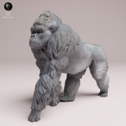grauers-gorilla-silverback-4.png