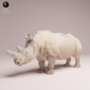 northern-white-rhino-4.png