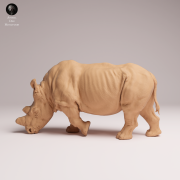 feeding-northern-white-rhino-2.png