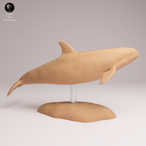 vaquita-1.png