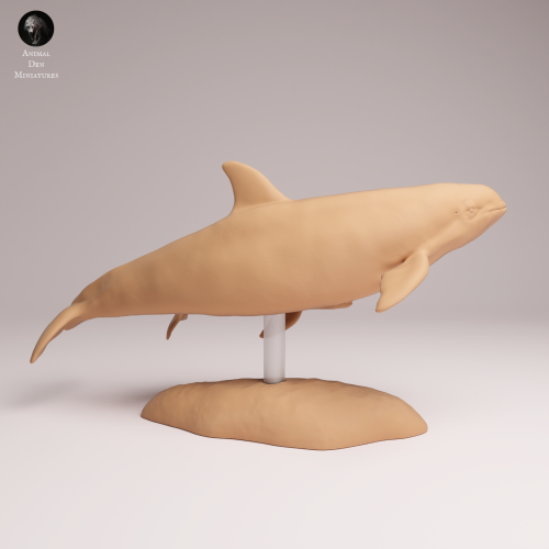vaquita-with-calf-1.png