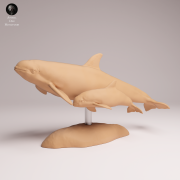 vaquita-with-calf-2.png