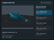 vaquita-with-calf-5.png