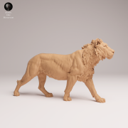 subadult-lion-1.png