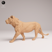 subadult-lion-2.png