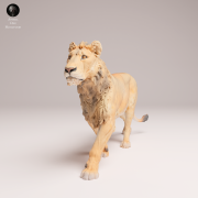 subadult-lion-4.png