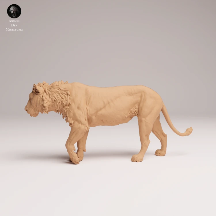 subadult-lion-2-1.png