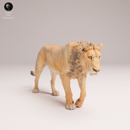 subadult-lion-2-4.png