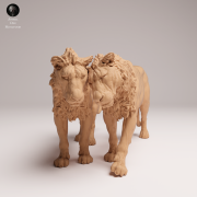 cuddling-subadult-lions-3.png