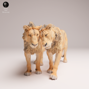 cuddling-subadult-lions-4.png