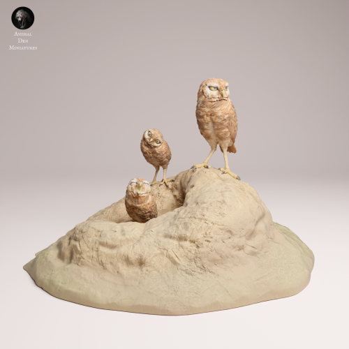 Burrowing Owls - 4.png
