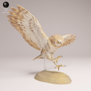 Burrowing Owl Fly - 4.png
