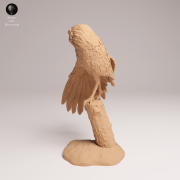 Burrowing Owl Stretch - 1.png