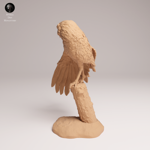 Burrowing Owl Stretch - 1.png
