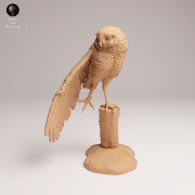 Burrowing Owl Stretch - 3.png