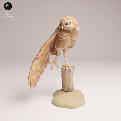 Burrowing Owl Stretch - 4.png