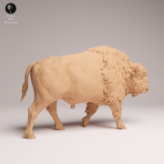 American Bison - 1.png