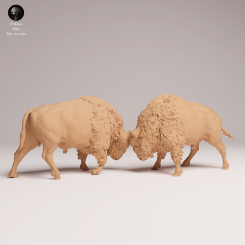 American Bisons Fight - 1.png