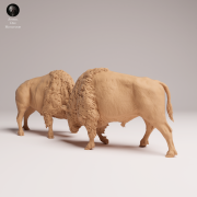 American Bisons Fight - 2.png