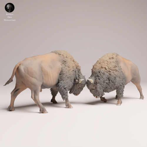 American Bisons Fight - 4.png