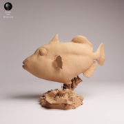 Clown Triggerfish - 1.png