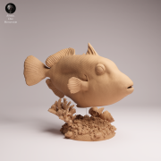Clown Triggerfish - 3.png