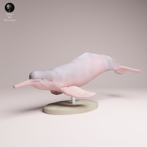 Pink River Dolphin - 4.png