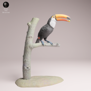 Toco Toucan Eat - 4.png