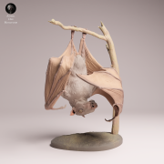 Hammer Headed Bat - 4.png