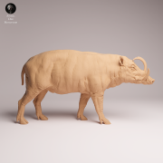 North Sulawesi Babirusa Boar - 2.png