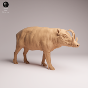 North Sulawesi Babirusa Boar - 3.png