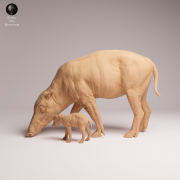 North Sulawesi Babirusa Female and Piglet - 2.png
