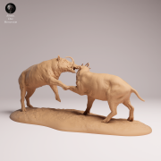 North Sulawesi Babirusa Fight - 1.png