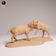 North Sulawesi Babirusa Fight - 2.png