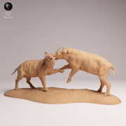 North Sulawesi Babirusa Fight - 3.png