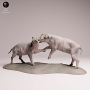 North Sulawesi Babirusa Fight - 4.png