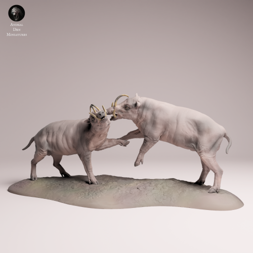 North Sulawesi Babirusa Fight - 4.png