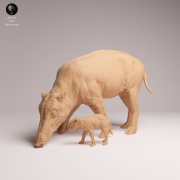North Sulawesi Babirusa Piglet - 3.png
