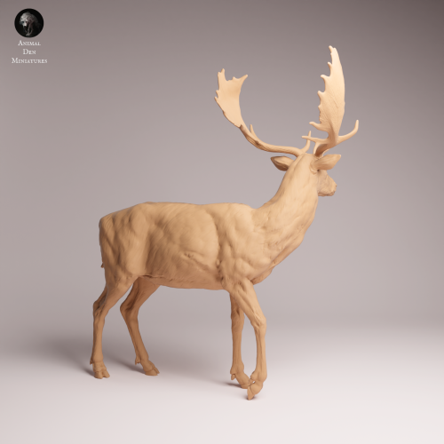 European Fallow Deer - 1.png