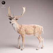European Fallow Deer - 4.png