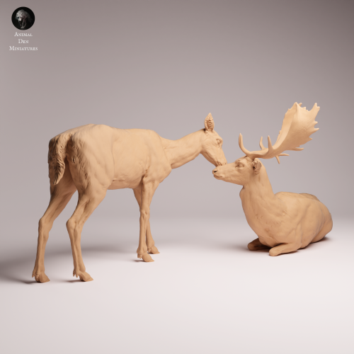 European Fallow Deer and Doe - 1.png