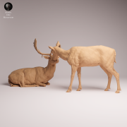 European Fallow Deer and Doe - 2.png