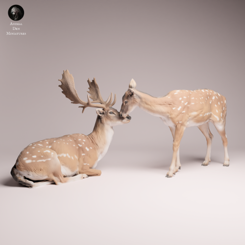 European Fallow Deer and Doe - 4.png