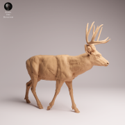 Mule Deer - 2.png