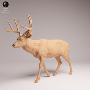 Mule Deer - 3.png