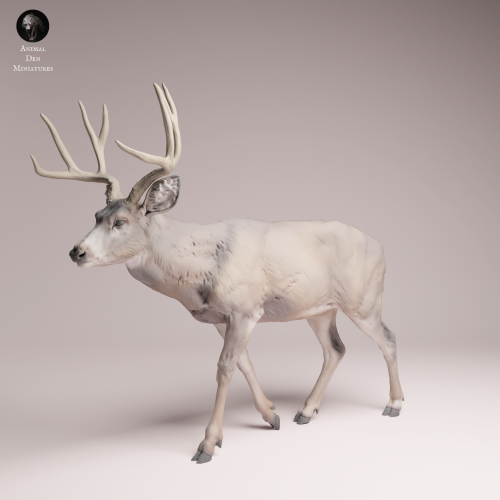 Mule Deer - 4.png