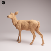 Mule Doe - 2.png
