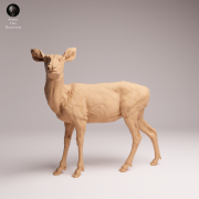 Mule Doe - 3.png