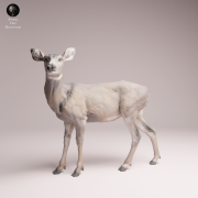 Mule Doe - 4.png